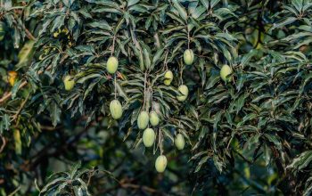 無人機的發展與應用分析