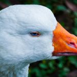 脫毛方法與注意事項：全面教學指南