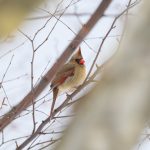 胸部檢查：輕鬆幽默揭開健康小秘密