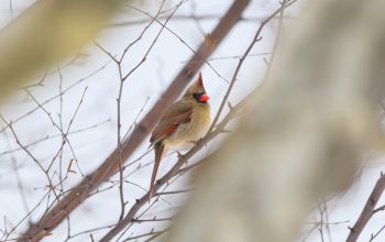 胸部檢查：輕鬆幽默揭開健康小秘密