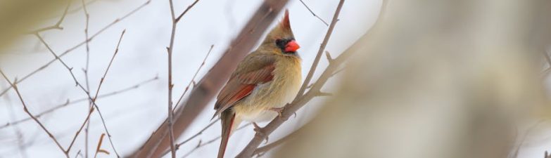 胸部檢查：輕鬆幽默揭開健康小秘密