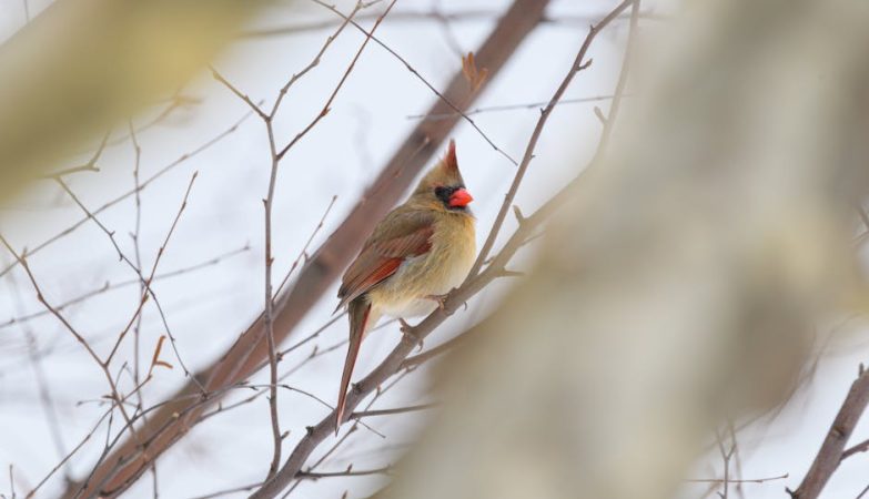 胸部檢查：輕鬆幽默揭開健康小秘密