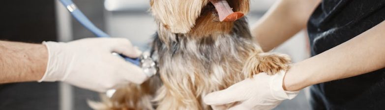 寵物善終：為毛孩圓滿最後一程的務實指南