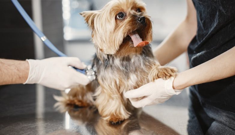 寵物善終：為毛孩圓滿最後一程的務實指南